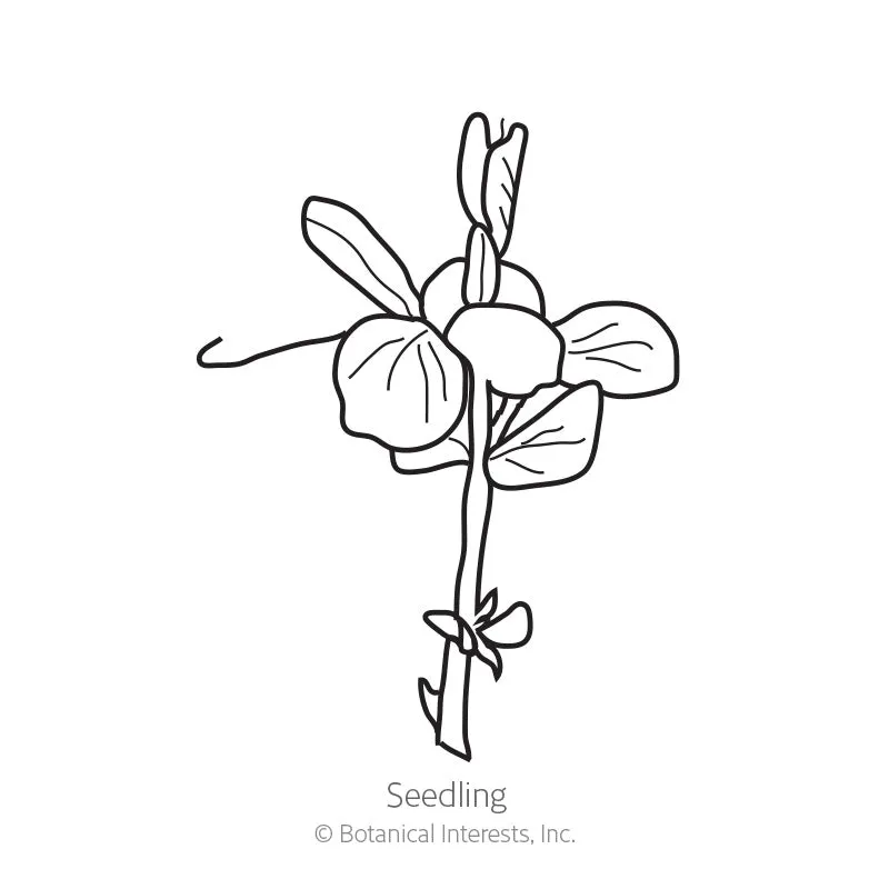 Oregon Sugar Pod II Snow Pea Seeds